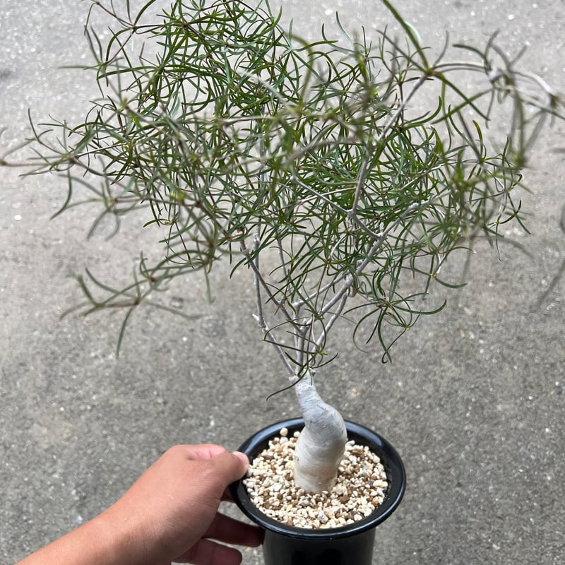 ユーフォルビア　へディオトイデス ユーフォルビア ヘディオトイデス Euphorbia hedyotoides