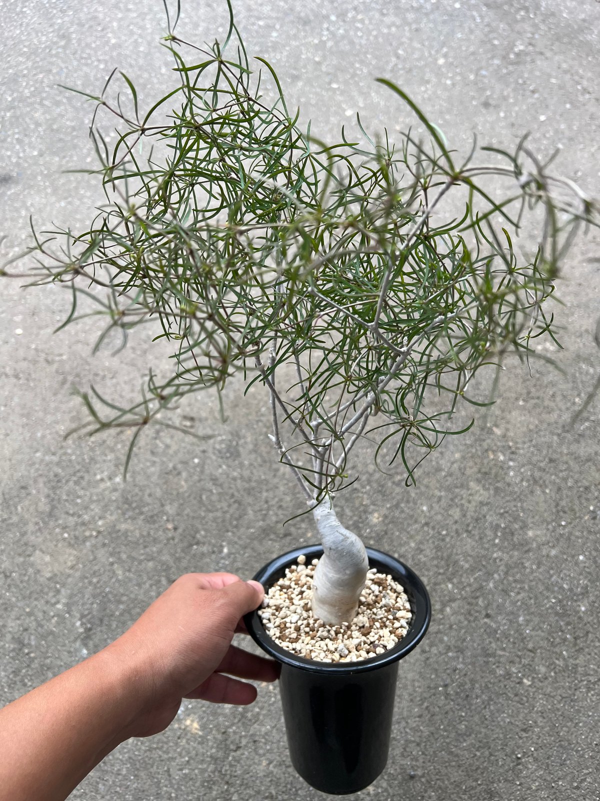 ユーフォルビア　へディオトイデス isla del pescado - Euphorbia hedyotoides-ユーフォルビア