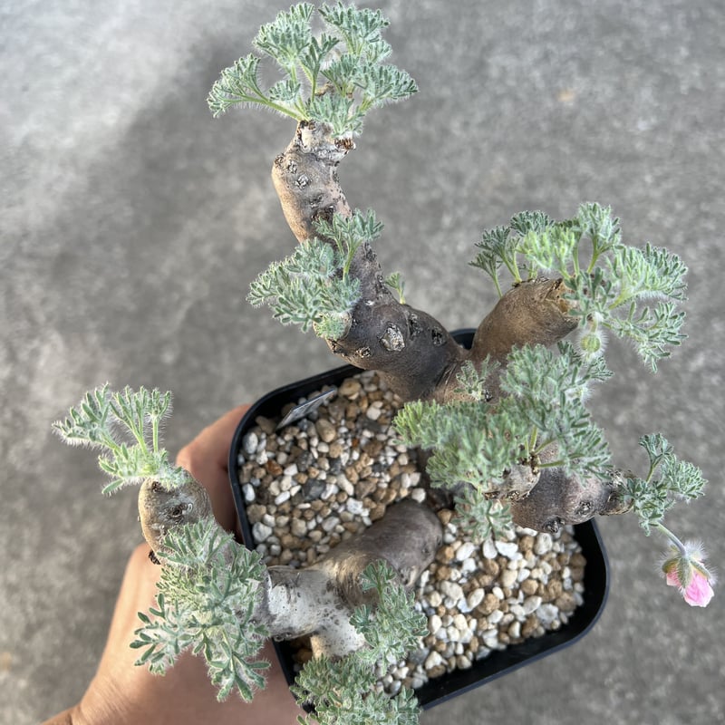 【サマーセール】モンソニア　ムルチフィダ モンソニア ムルチフィダ | STELLA.PLANTS