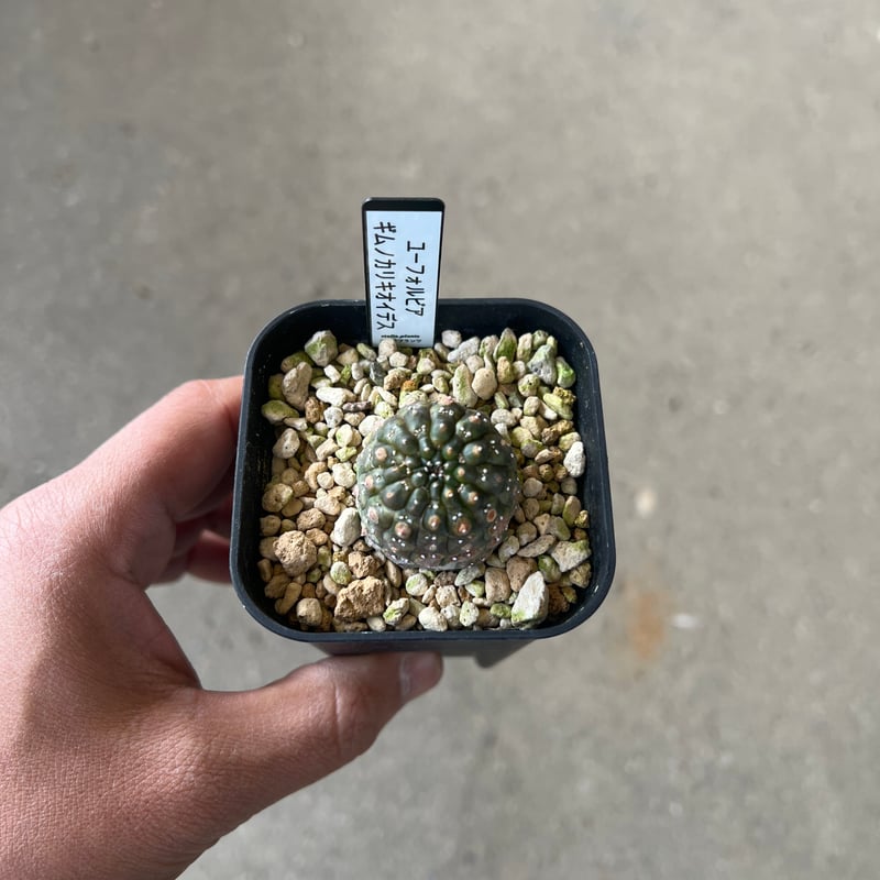 ユーフォルビアギムノカリオイデス　3株セット レア種】 Euphorbia gymnocalycioides ユーフォルビア ギムノカリキオ