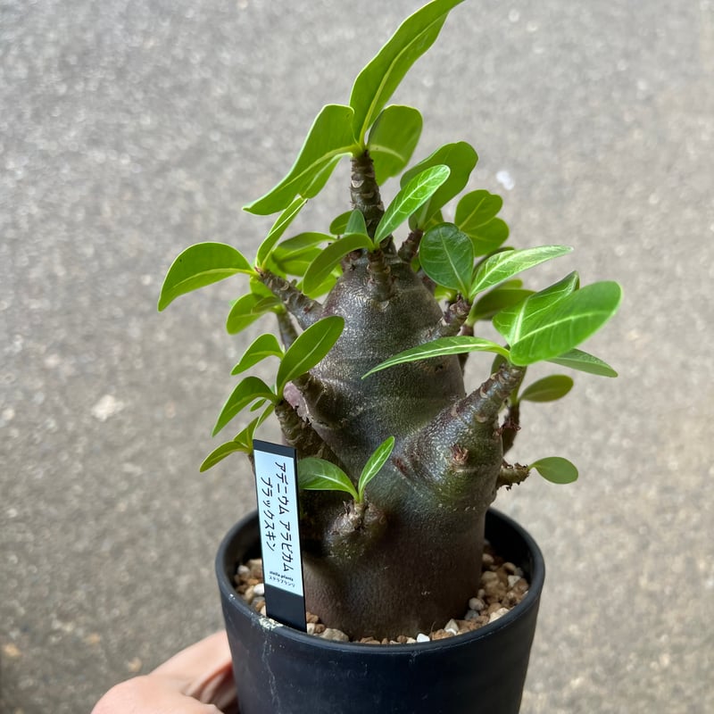 アデニウム アラビカム ブラックスキン3 | STELLA.PLANTS