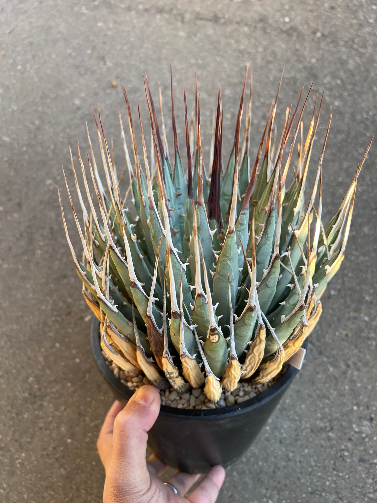 ユタエンシス エボリスピナ 6寸鉢 | STELLA.PLANTS