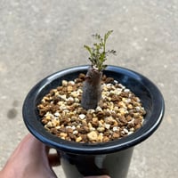 ユーフォルビア ロンギツベルクローサ3 | STELLA.PLANTS ユーフォルビア ロンギツベルクローサ3 | STELLA.PLANTS
