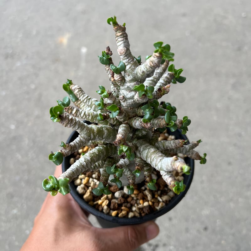 アデニウム D.H.A 獅子葉1 | STELLA.PLANTS