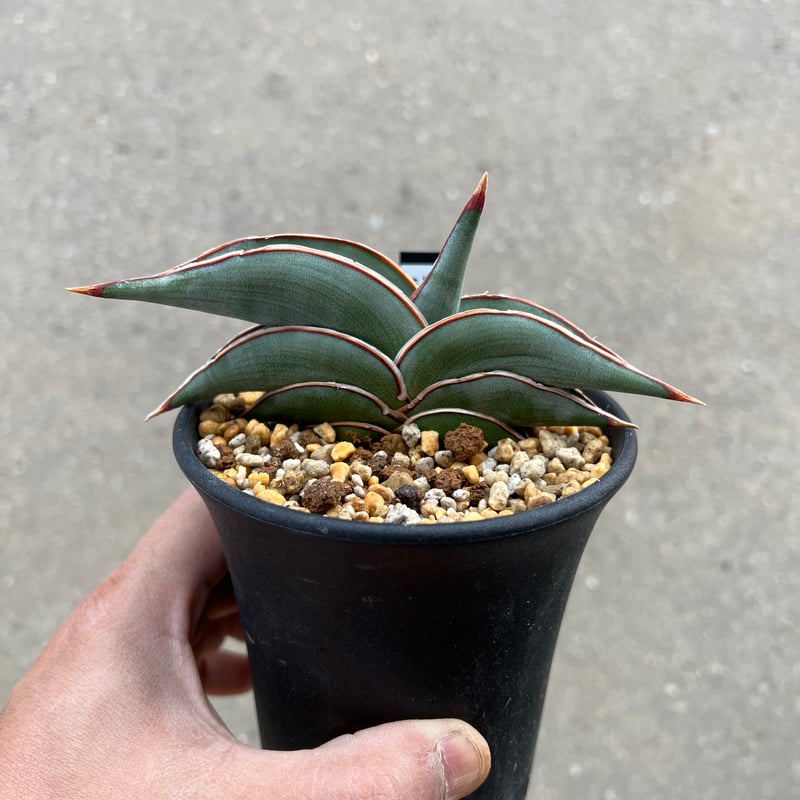 サンセベリア ロリダ | STELLA.PLANTS サンセベリア ロリダ | STELLA.PLANTS