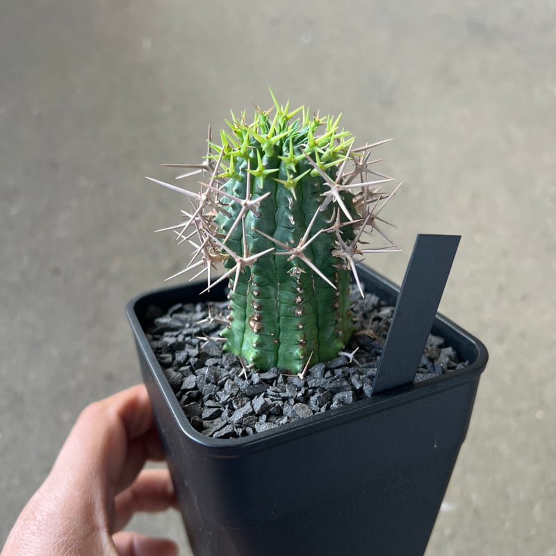 ユーフォルビア 群星冠1 | STELLA.PLANTS
