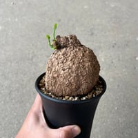 ブーファン ハエマンソイデス | STELLA.PLANTS ブーファン ハエマンソイデス | STELLA.PLANTS