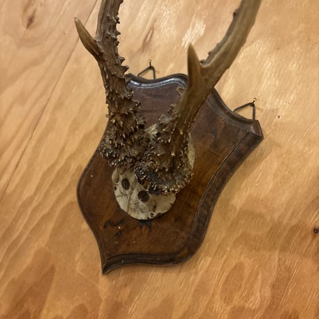 ハンティングトロフィー | STORES