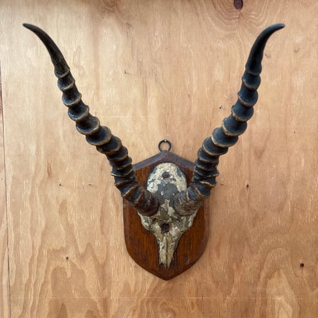 ハンティングトロフィー | STORES