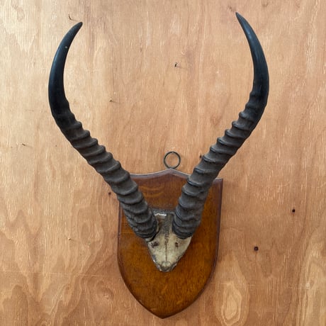 インパラ　剥製　ハンティングトロフィー Amazon.co.jp: 鹿剥製ハンティングトロフィーインテリアオブジェ壁掛け