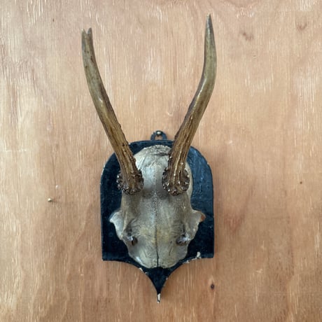 ハンティングトロフィー | STORES