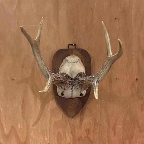 ハンティングトロフィー | STORES