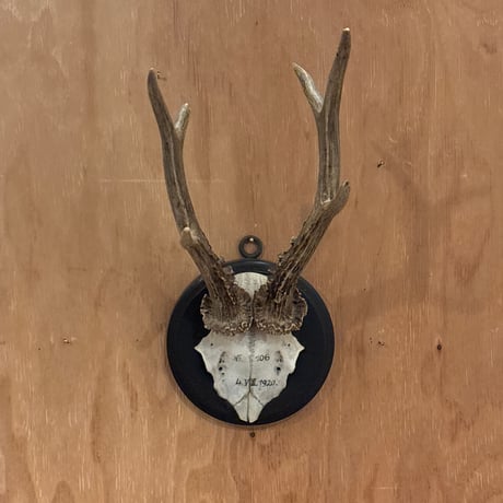 ハンティングトロフィー | STORES