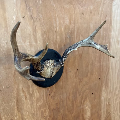 ハンティングトロフィー | STORES