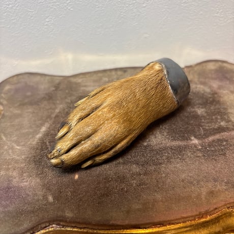 カワウソ | STORES