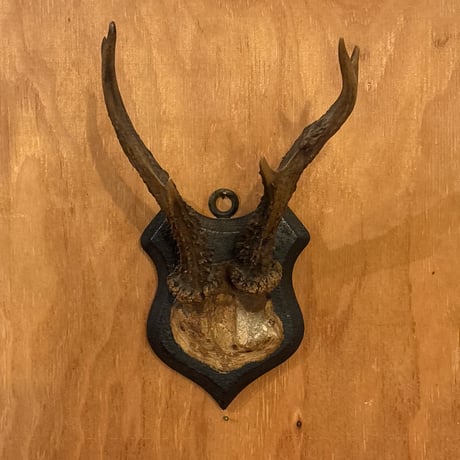 ハンティングトロフィー | STORES