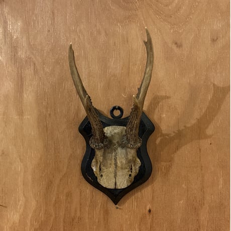 ハンティングトロフィー | STORES