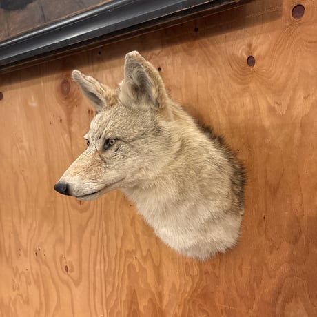 ハンティングトロフィー | STORES