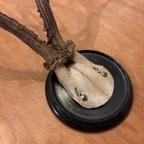 ハンティングトロフィー | STORES