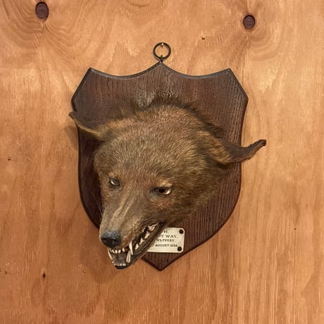 ハンティングトロフィー | STORES