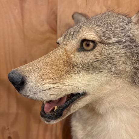 コヨーテ | STORES