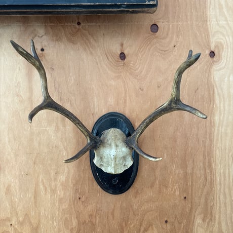 ハンティングトロフィー | STORES