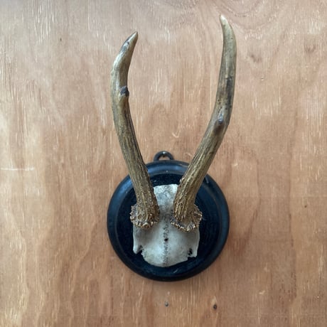 ハンティングトロフィー | STORES