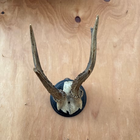 ハンティングトロフィー | STORES