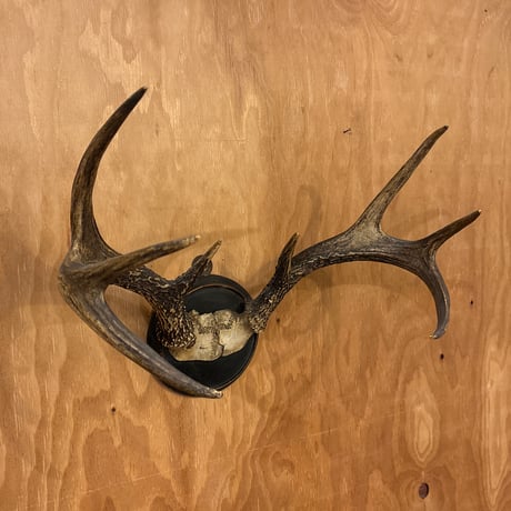 ハンティングトロフィー | STORES