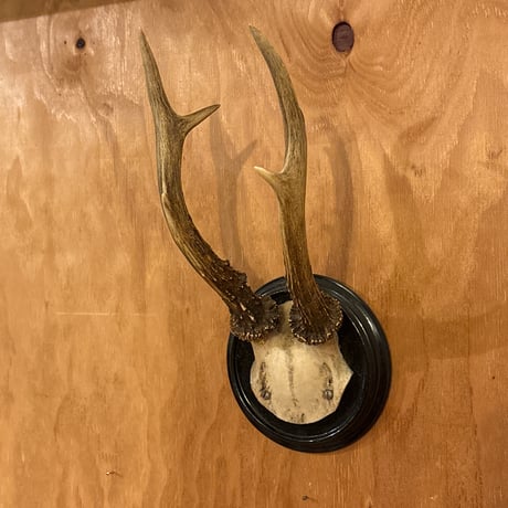 ハンティングトロフィー | STORES