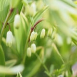 薬草のてしごと笑み草