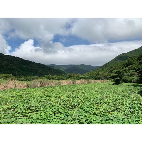 【焼酎2本セット（箱付き）】越鳥南枝 原酒 36度・越鳥南枝 28度／五島灘酒造