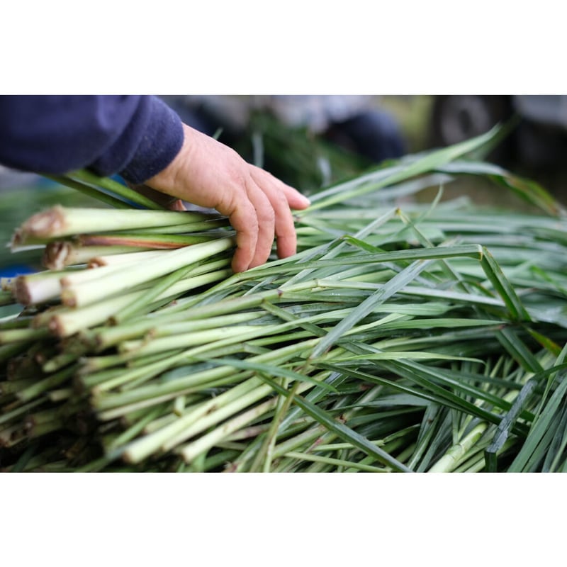 1個から組み合わせ自由】オーガニック五島レモングラス（リーフ or