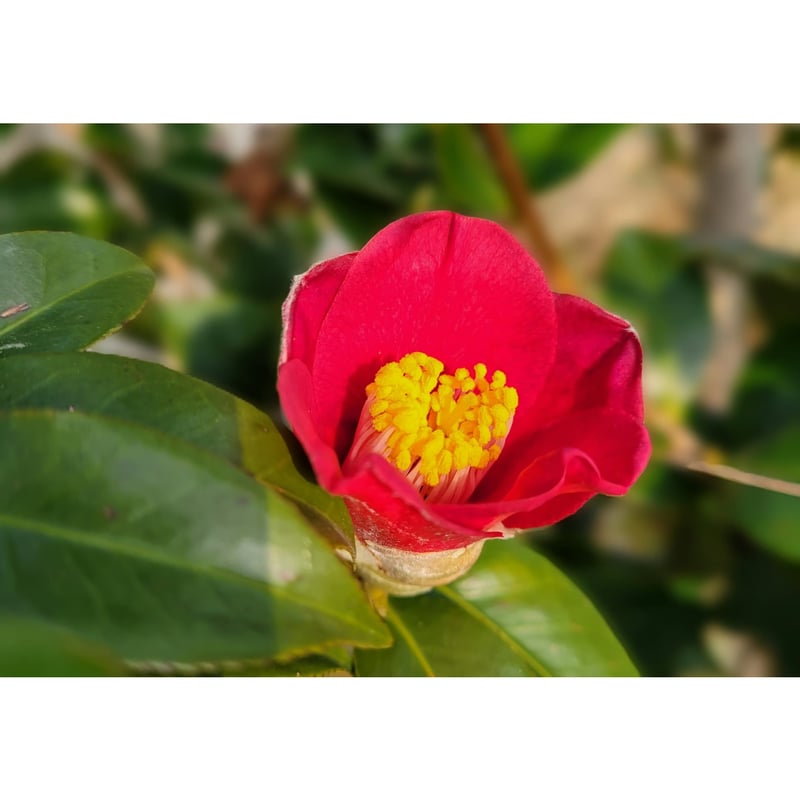 ＣＱ3.クリーム BSCI】FX Cream／ブルーサイエンティフィック新上五島 | 五島