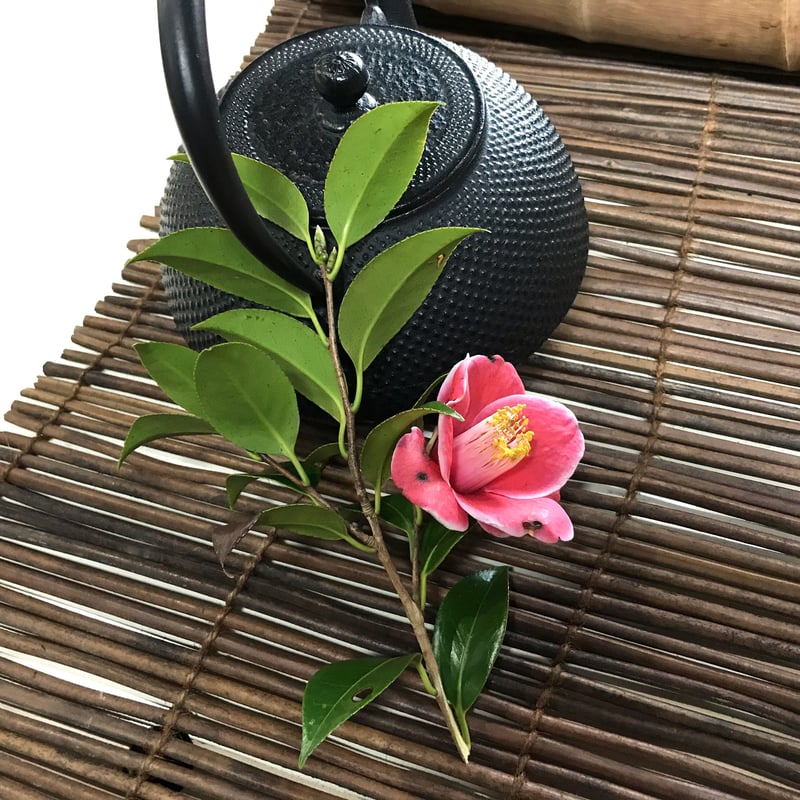 【花椿ページ】 送料全国一律】五島つばき茶（1g×90パック）／グリーンティ五島 | 五島