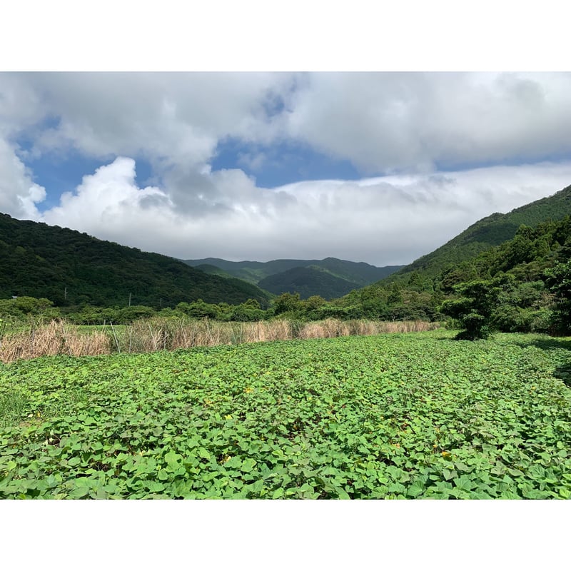 焼酎】越鳥南枝 原酒 36度 720ml（化粧箱入り）／五島灘酒造 | 五島