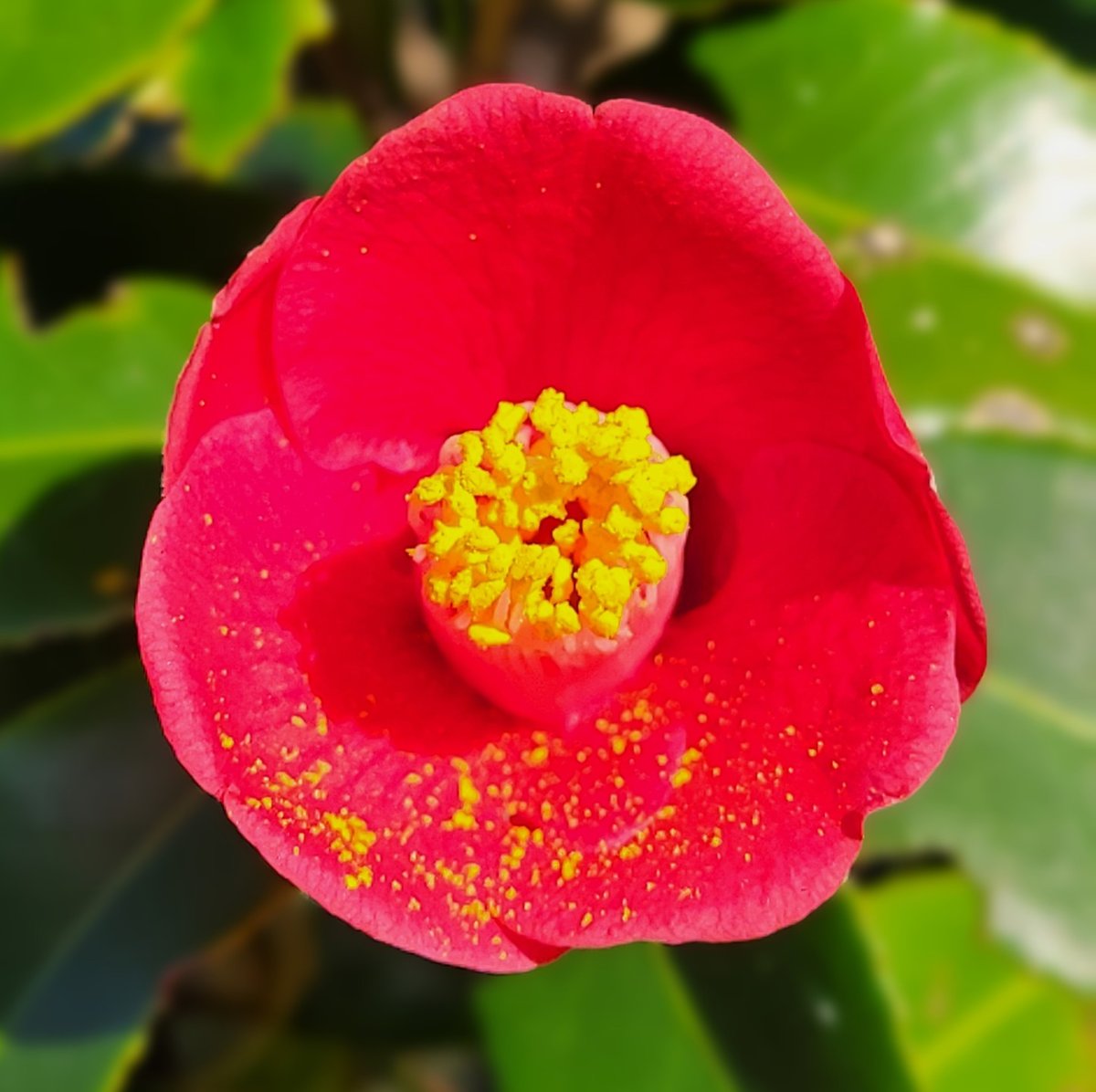 BSCI】FX Cream／ブルーサイエンティフィック新上五島 | 五島