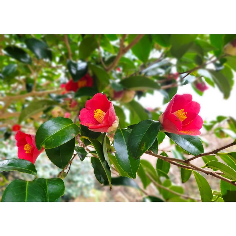 フェイスクリーム S.S センサイ UTM ザ クリーム N | 花王公式通販 【My Kao Mall】