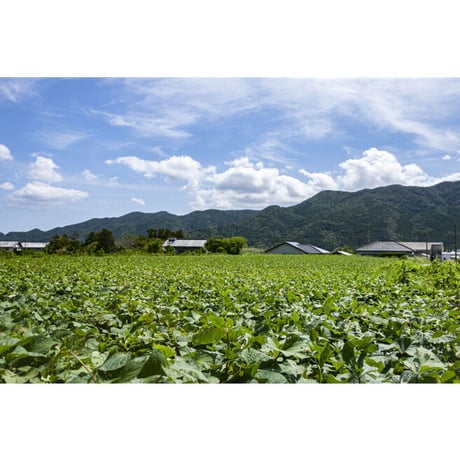 【焼酎2本セット】五島芋・五島芋40セット（化粧箱入り）／五島列島酒造