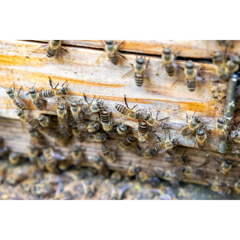 みつばち 長野産みつばちブレンド/105g