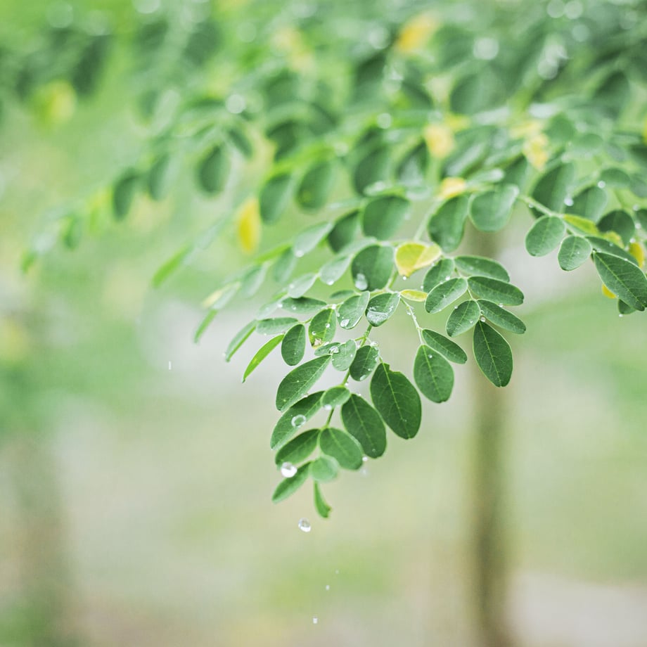 629cd080c359a805af55eb4f