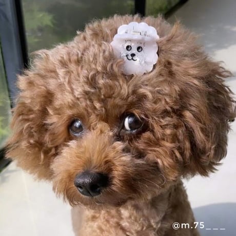 Coucou Suzette / Bichon Mini Hair Claw (ビション)