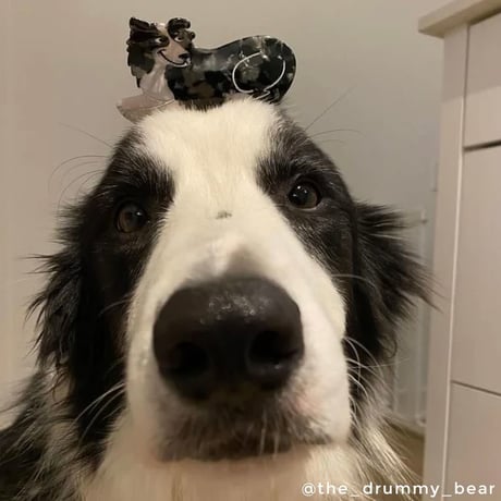 Coucou Suzette / Border Collie Hair Claw (ボーダーコリー)
