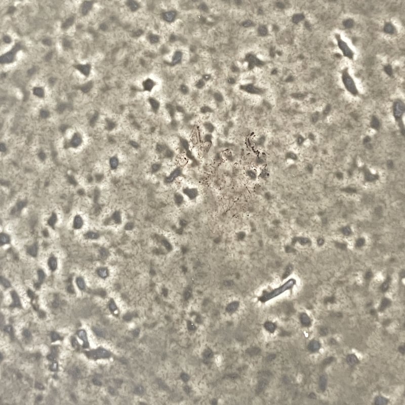 ロールストランド グンナー ニールンド Zenit プレート 【公式通販】