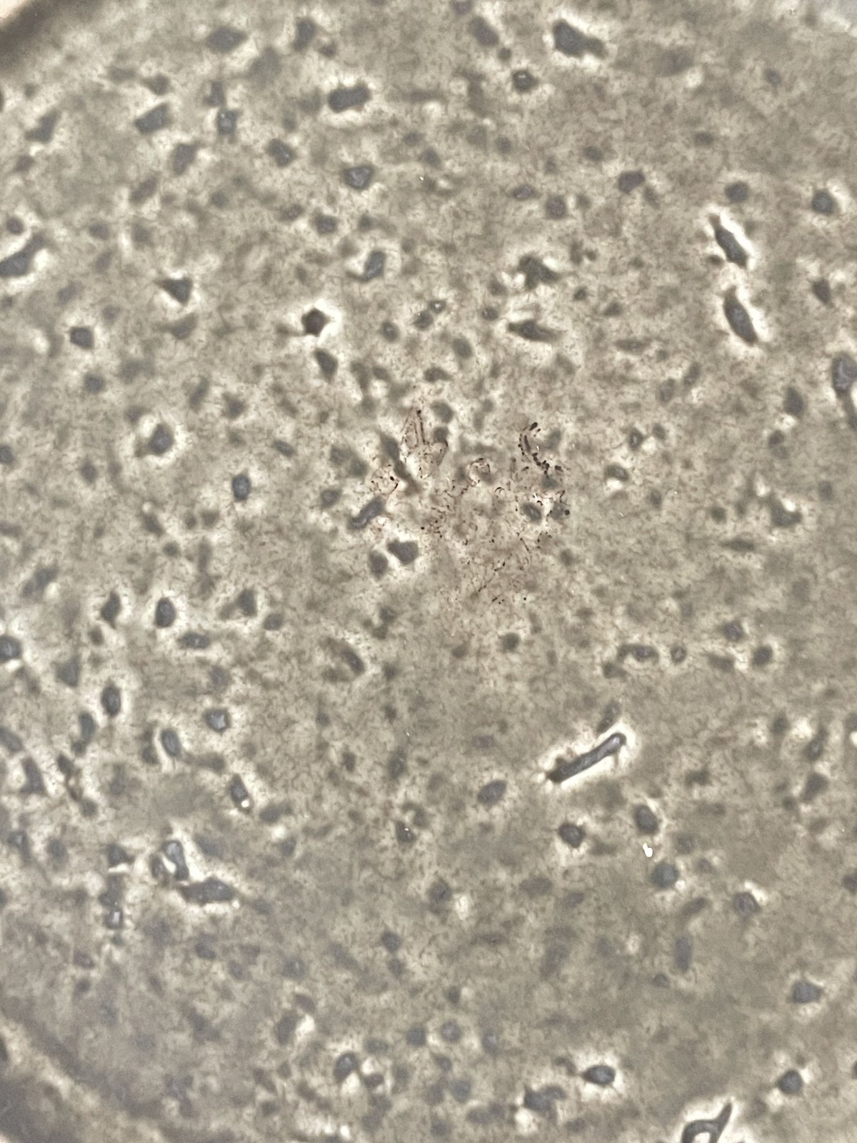 ロールストランド/グンナー・ニールンド/Zenit/プレート | kaunis lasi