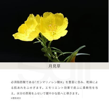 マホロドロップ　フィールオリエンタル　10ml