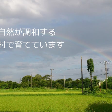 【放し飼い・有精卵】のびのびタマゴ　アソート40個入り【たまご・有精卵・平飼い】
