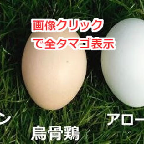 【特定】※留意事項あり　6か月定期便・送料込　のびのびタマゴ　アソート20個入り【たまご・有精卵・平飼い】  のコピー