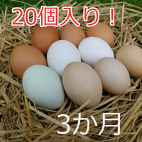 ※留意事項あり　3か月定期便・送料込　のびのびタマゴ　アソート20個入り【たまご・有精卵・平飼い】