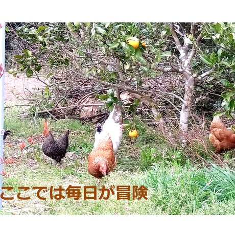 【特定】※留意事項あり　6か月定期便・送料込　のびのびタマゴ　アソート20個入り【たまご・有精卵・平飼い】  のコピー